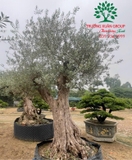 Cây Ôliu