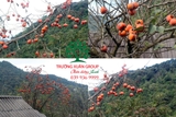 Cây Hồng Tết