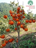 Cây Hồng Tết