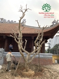 Công trình chùa Bồ Đà