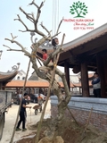 Công trình chùa Bồ Đà