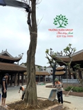 Công trình chùa Bồ Đà
