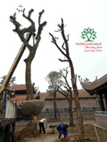 Công trình chùa Bồ Đà
