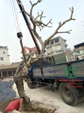 Công trình chùa Bồ Đà