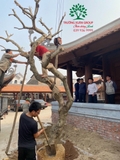 Công trình chùa Bồ Đà