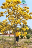 Cây Chuông Vàng