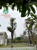 Thi công thực tế tháng 1-2024