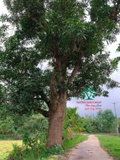 Cây Xoài