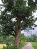 Cây Xoài