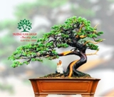 Bọn sai 64