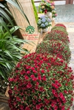 Cúc Mâm Xôi Hàn Quốc