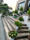 HOA CẨM TÚ CẦU