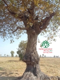 Cây Trâm