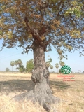 Cây Trâm