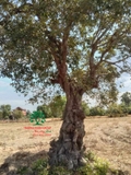 Cây Trâm