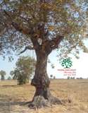 Cây Trâm