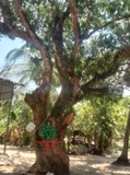 Cây Trâm