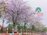 Hoa Ban