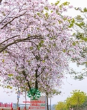 Hoa Ban