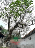 Cây Đại