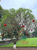 Cây Đại
