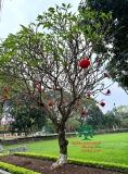 Cây Đại