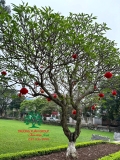 Cây Đại