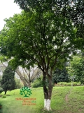 Cây Lộc Vừng