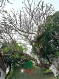 Cây Đại