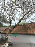 Cây Đại