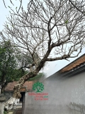 Cây Đại