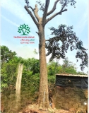 Cây Vú Sữa