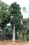 CÂY BÁNG