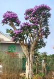 Cây Bằng Lăng