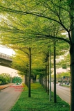 CÂY BÀNG ĐÀI LOAN