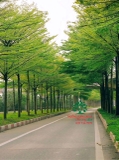 CÂY BÀNG ĐÀI LOAN