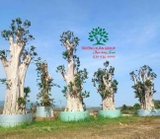 Cây Bằng Lăng