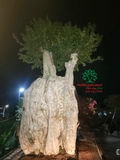 Cây Bằng Lăng