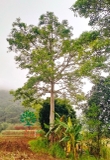 CÂY GẠO