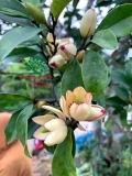 Hoa Lan Tiêu