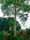 CÂY GẠO