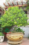 Hoa Lan Tiêu