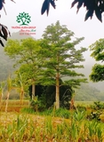 CÂY GẠO