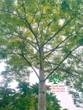 CÂY GẠO