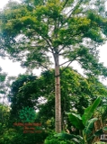 CÂY GẠO