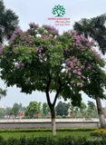 Hoa Giấy