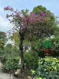 Hoa Giấy