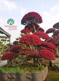 CÂY HỒNG PHỤNG
