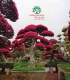 CÂY HỒNG PHỤNG