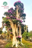 Cây Bằng Lăng